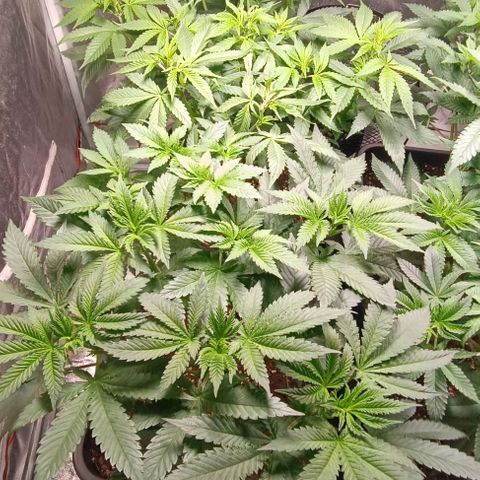 Mack&Crack growlog timeline photo