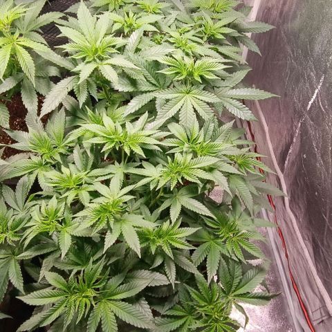 Mack&Crack growlog timeline photo