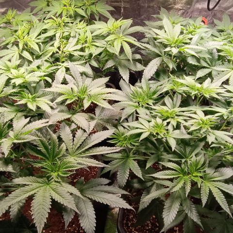 Mack&Crack growlog timeline photo
