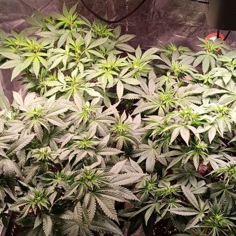 Mack&Crack growlog timeline photo