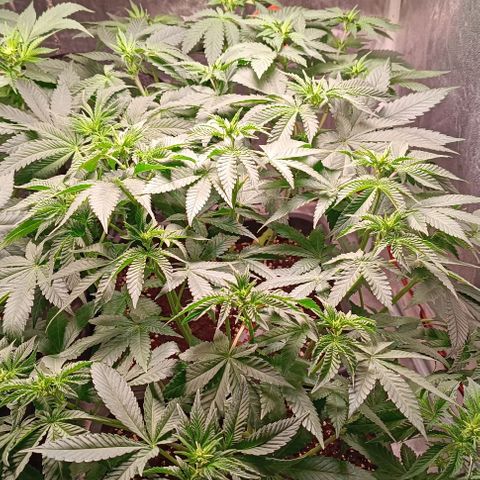 Mack&Crack growlog timeline photo