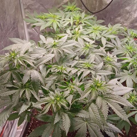 Mack&Crack growlog timeline photo