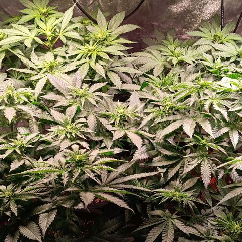 Mack&Crack growlog timeline photo