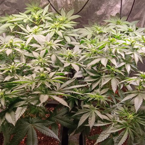 Mack&Crack growlog timeline photo