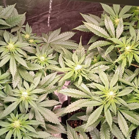 Mack&Crack growlog photo: Parfait. Une MC pistils violet 