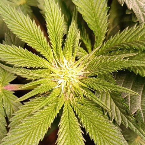 Mack&Crack growlog photo: Parfait. Une MC pistils violet 