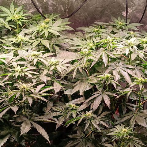 Mack&Crack growlog photo: Parfait. Une MC pistils violet 