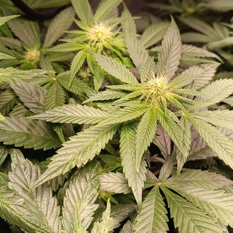 Mack&Crack growlog photo: Parfait. Une MC pistils violet 