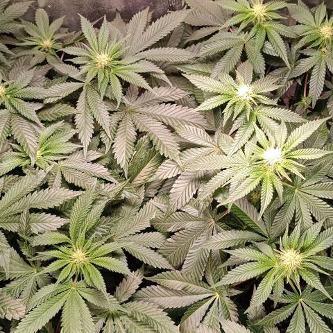 Mack&Crack growlog photo: Parfait. Une MC pistils violet 