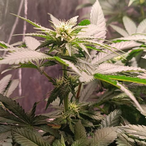 Mack&Crack growlog photo: Parfait. Une MC pistils violet 