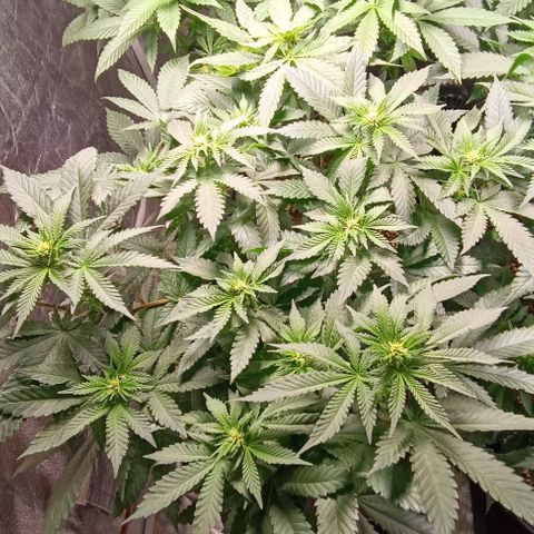 Mack&Crack growlog photo: Ok, stretch minim 