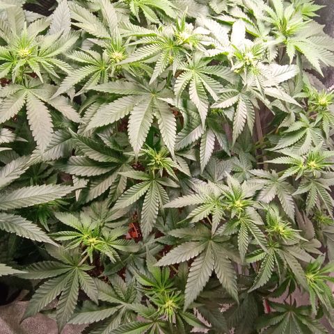 Mack&Crack growlog photo: Ok, stretch minim 