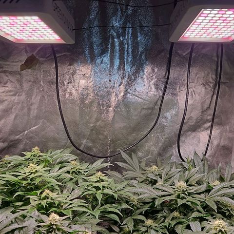 Mack&Crack growlog timeline photo