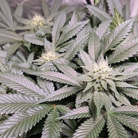 Mack&Crack growlog timeline photo