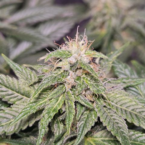 Mack&Crack growlog timeline photo