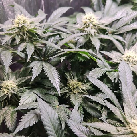 Mack&Crack growlog timeline photo