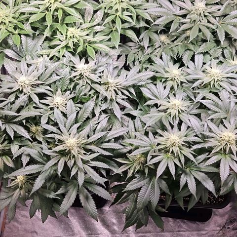 Mack&Crack growlog timeline photo