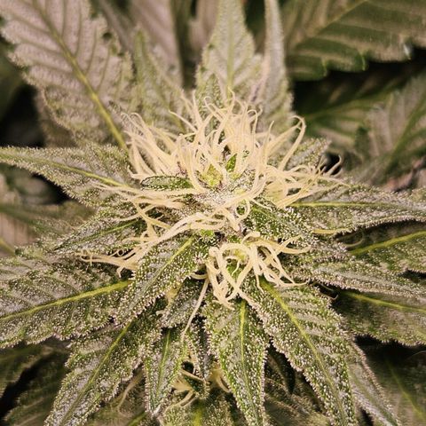Mack&Crack growlog timeline photo