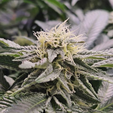 Mack&Crack growlog timeline photo