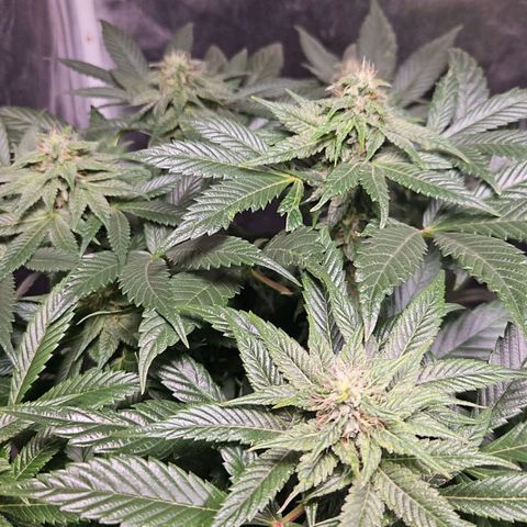 Mack&Crack growlog timeline photo
