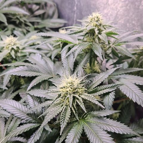 Mack&Crack growlog timeline photo