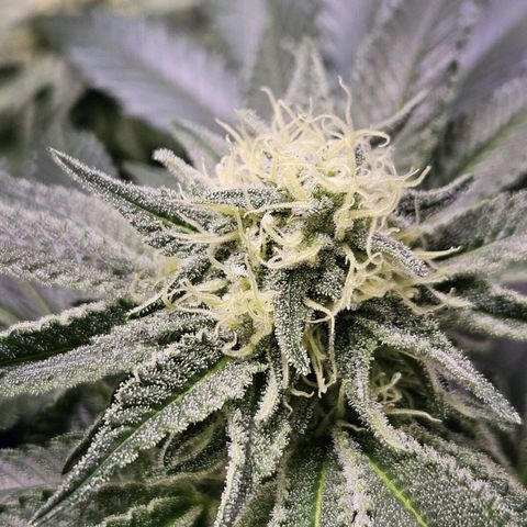 Mack&Crack growlog timeline photo