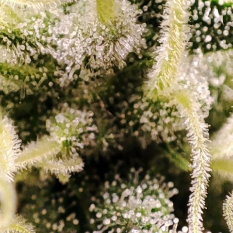 Mack&Crack growlog timeline photo