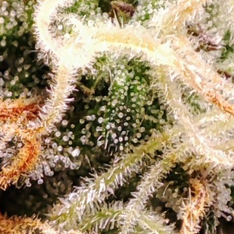Mack&Crack growlog timeline photo