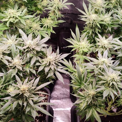 Mack&Crack growlog timeline photo