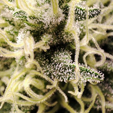 Mack&Crack growlog timeline photo