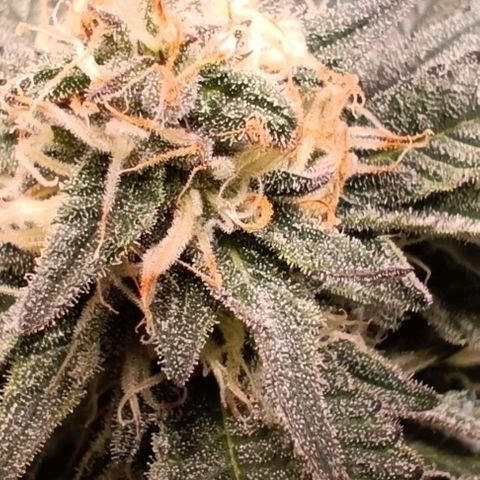 Mack&Crack growlog timeline photo