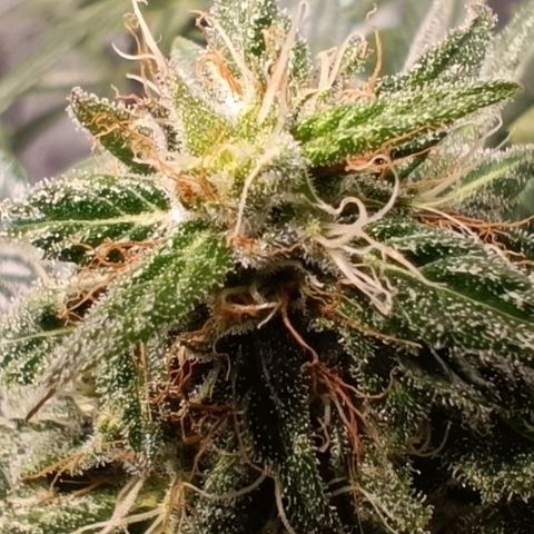 Mack&Crack growlog timeline photo