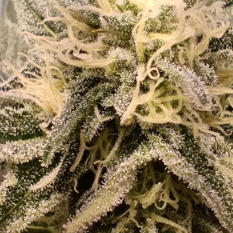 Mack&Crack growlog timeline photo
