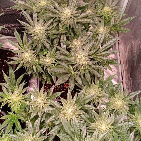 Mack&Crack growlog timeline photo