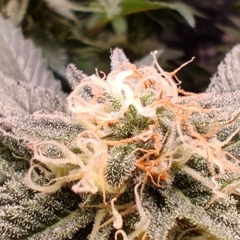 Mack&Crack growlog timeline photo