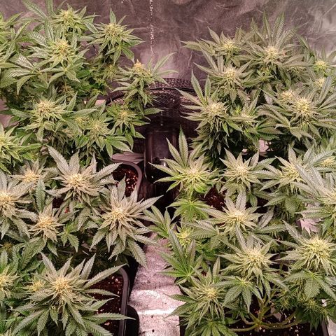 Mack&Crack growlog timeline photo