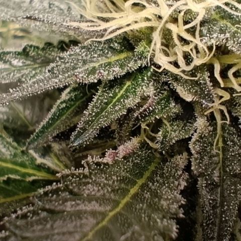 Mack&Crack growlog timeline photo