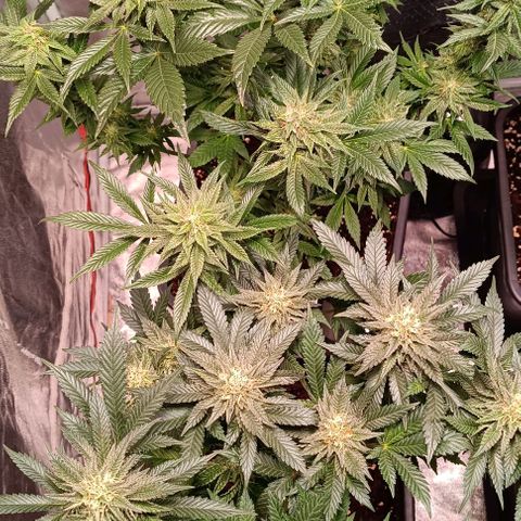 Mack&Crack growlog timeline photo
