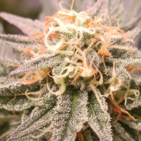 Mack&Crack growlog photo: 👌😍