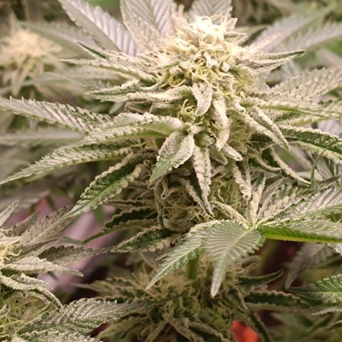 Mack&Crack growlog photo: 👌😍