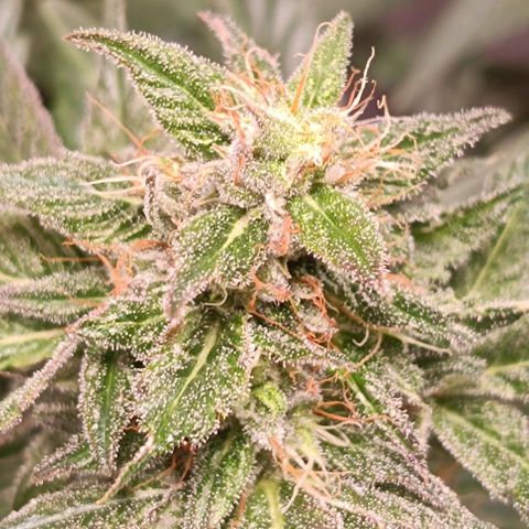Mack&Crack growlog photo: 👌😍