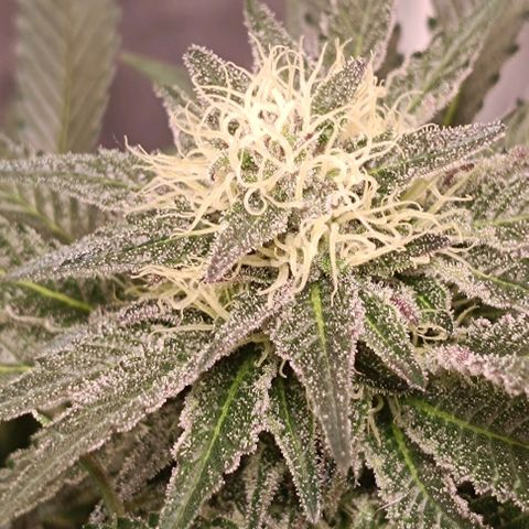 Mack&Crack growlog photo: 👌😍