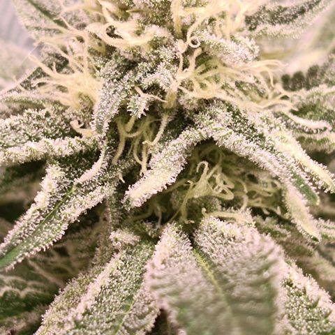Mack&Crack growlog photo: 👌😍