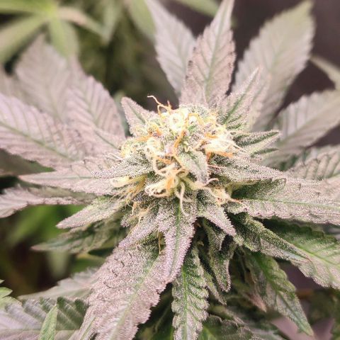 Mack&Crack growlog timeline photo