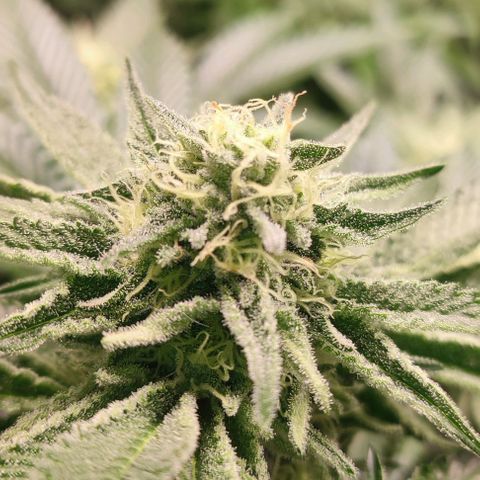Mack&Crack growlog timeline photo