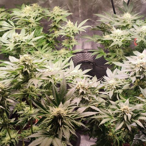 Mack&Crack growlog timeline photo