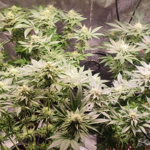 Mack&Crack growlog timeline photo