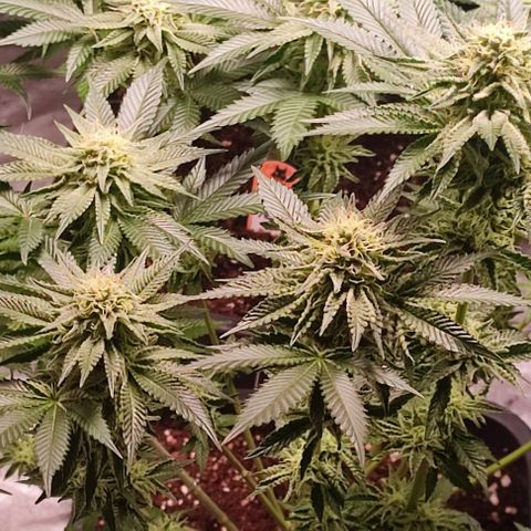 Mack&Crack growlog timeline photo