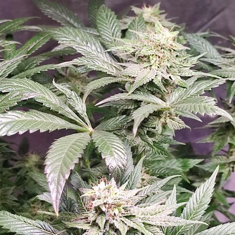 Mack&Crack growlog timeline photo