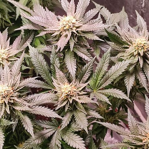 Mack&Crack growlog timeline photo